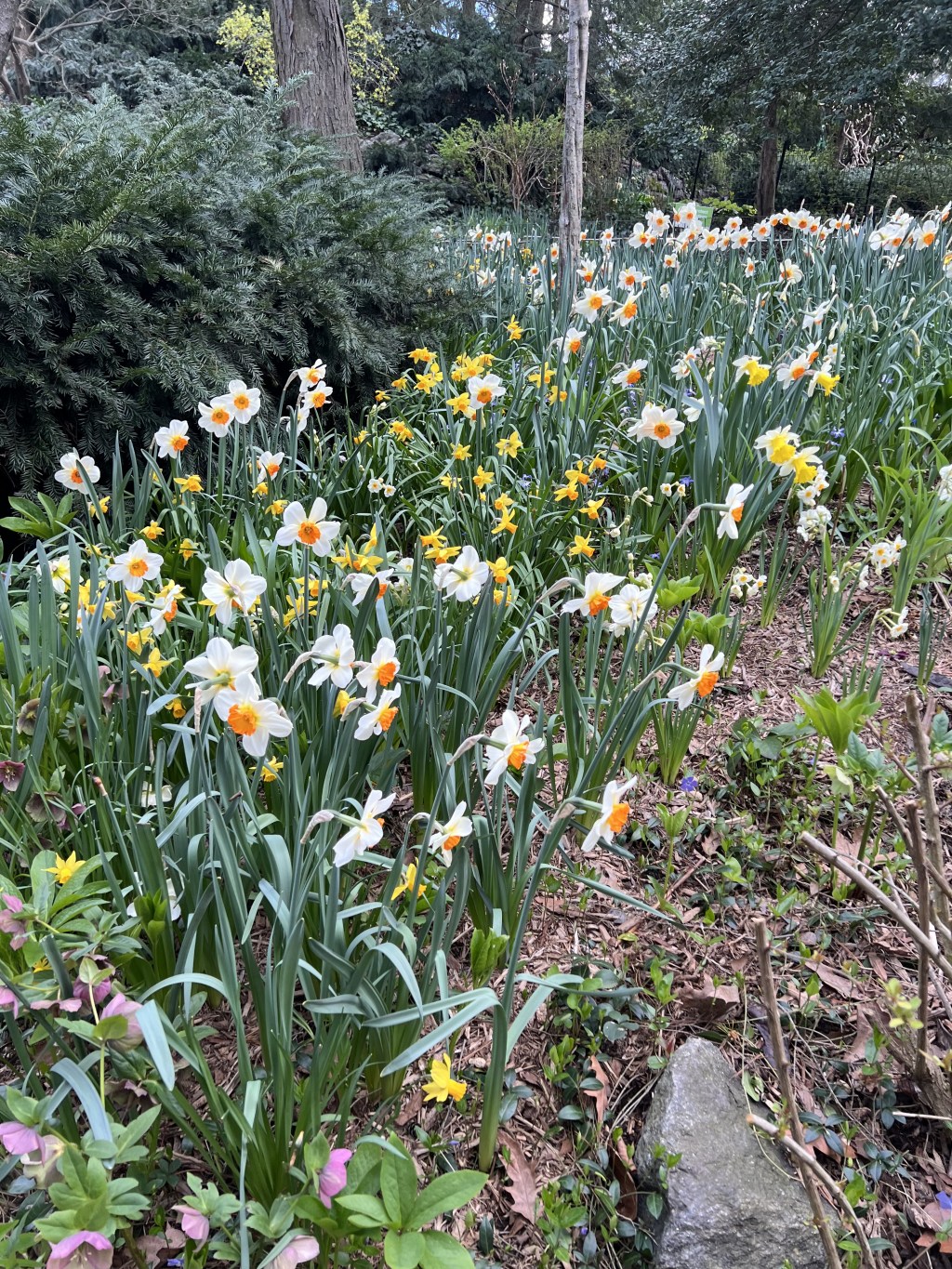 Protected: Post 4. Diagnosis and Prognosis (March&nbsp;2024)